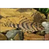 L015 Zierbinden-Zwergschilderwels - L015 Peckoltia Vittata