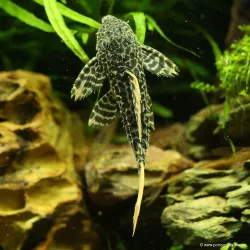 L600 Pléco Léopard - L600 Pseudacanthicus Leopardus