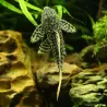 L600 Pléco Léopard - L600 Pseudacanthicus Leopardus