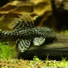 L600 Pléco Léopard - L600 Pseudacanthicus Leopardus