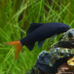Labéo À Queue Rouge - Epalzeorhynchos Bicolor