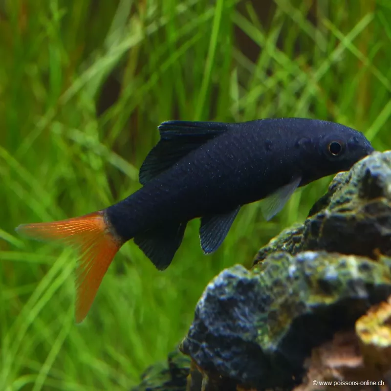 Labeo Rosso -Coda - Epalzeorhynchos Bicolor
