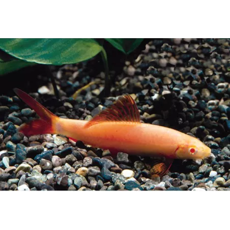 Labéo Albinos - Epalzeorhynchos Frenatus Albinos