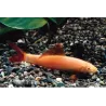 Albino Fransenlipper - Epalzeorhynchos Frenatus Albinos
