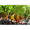 Loche Clown - Chromobotia Macracanthus