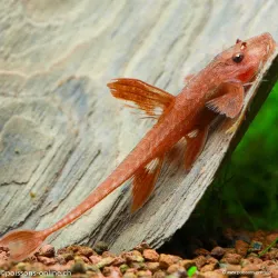 Roter Hexenwels - Rineloricaria Spp Red
