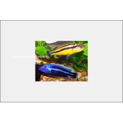 Melanochromis Chipokae - Melanochromis Chipokae