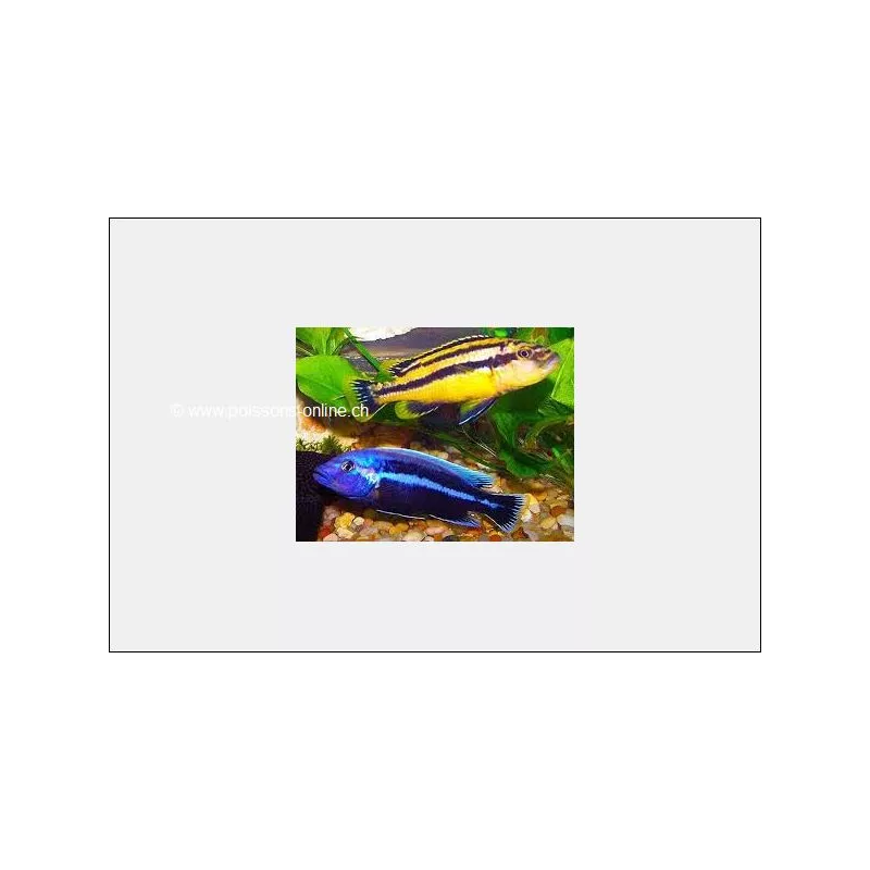 Melanochromis Chipokae - Melanochromis Chipokae