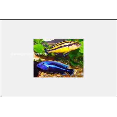 Melanochromis Chipokae - Melanochromis Chipokae