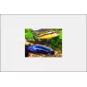 Melanochromis Chipokae - Melanochromis Chipokae