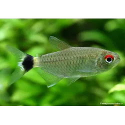 Moenkhausia Au Yeux Rouges - Moenkhausia Sanctaefilomenae