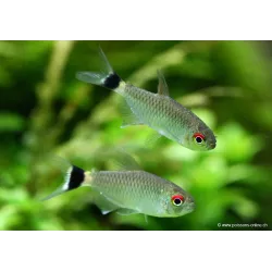 Moenkhausia Au Yeux Rouges - Moenkhausia Sanctaefilomenae