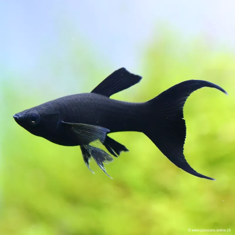 Molly Black Lyre - Poecilia Sphenops