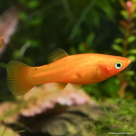 Molly Gold - Poecilia Sphenops