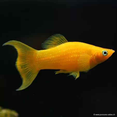 Molly Gold Lyra - Poecilia Sphenops