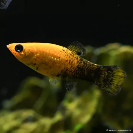 Molly Gold-Black - Poecilia Sphenops
