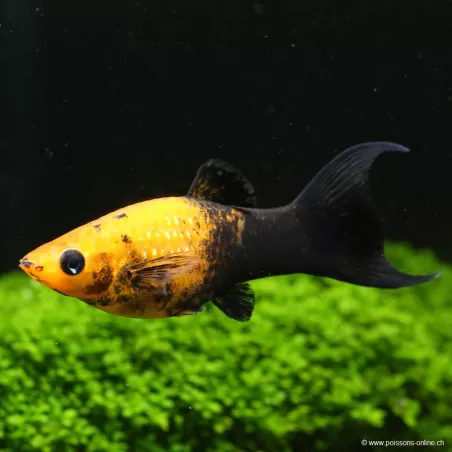Molly Lyre Nero Gold - Poecilia Sphenops