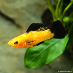 Molly Léopard - Poecilia Latipinna