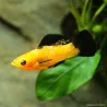 Molly Léopard - Poecilia Latipinna