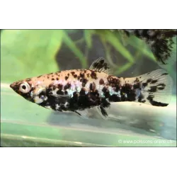 Molly Marble - Poecilia Latipinna