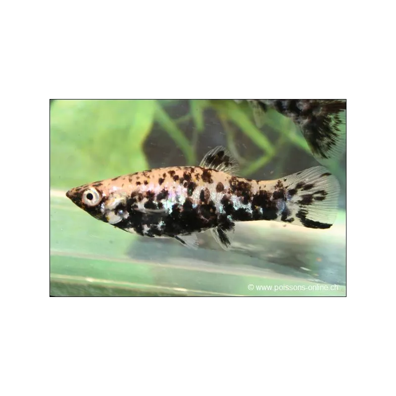 Molly Marble - Poecilia Latipinna