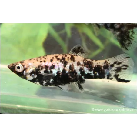 Molly Marble - Poecilia Latipinna