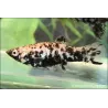 Molly Marble - Poecilia Latipinna