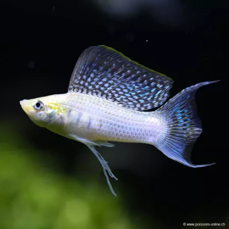 Molly Silver Lyre - Poecilia Latipinna