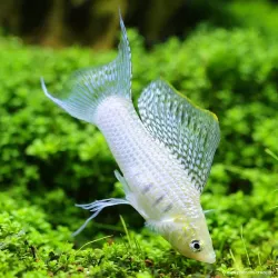 Molly Silver Lyra - Poecilia Latipinna
