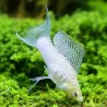 Molly Silver Lyra - Poecilia Latipinna