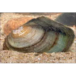 Teichmuschel - Anodonta Cygnaea