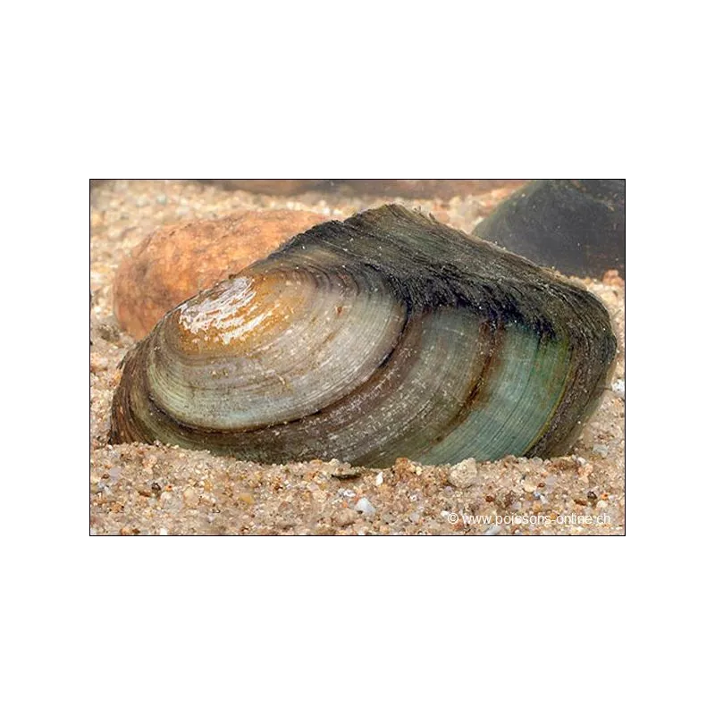 Moule D'Étang - Anodonta Cygnaea