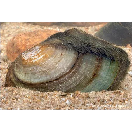 Teichmuschel - Anodonta Cygnaea