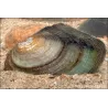 Moule D'Étang - Anodonta Cygnaea