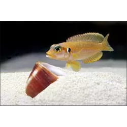 Neolamprologus Ocellatus Jaune - Neolamprologus Ocellatus Gold
