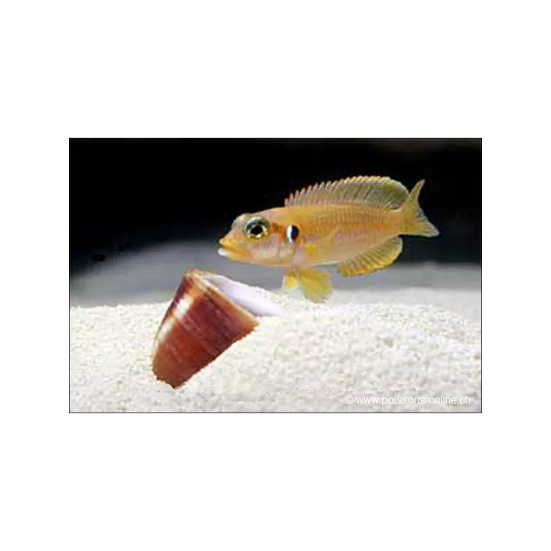 Neolamprologus Ocellatus Yellow - Neolamprologus Ocellatus Gold