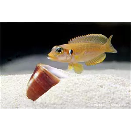 Neolamprologus Ocellatus Gelb - Neolamprologus Ocellatus Gold