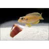 Neolamprologus Ocellatus Gelb - Neolamprologus Ocellatus Gold