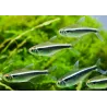 Neon Nero - Hyphessobrycon Herbertaxelrodi