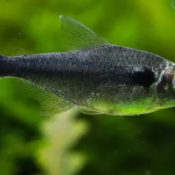 Néon Noir Diamant - Hyphessobrycon Herbertaxelrodi Diamant