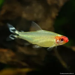 Nez Rouge - Hemigrammus Bleheri