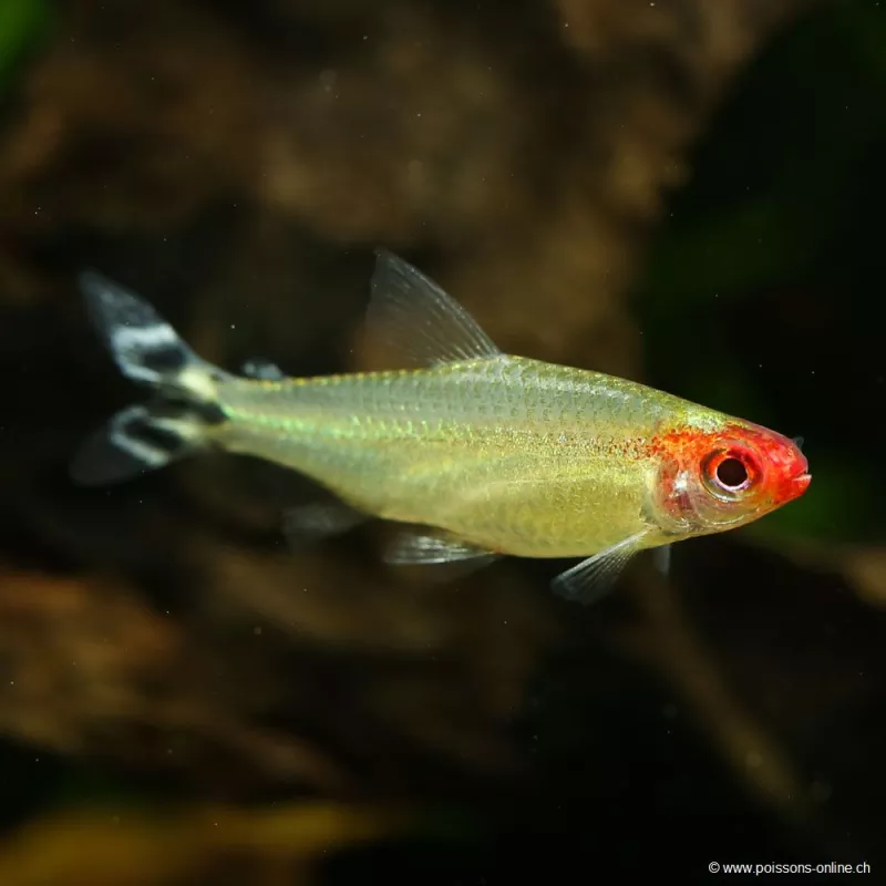 Naso Rosso - Hemigrammus Bleheri