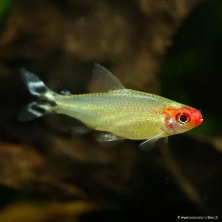 Naso Rosso - Hemigrammus Bleheri