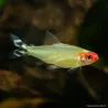 Naso Rosso - Hemigrammus Bleheri