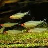 Naso Rosso - Hemigrammus Bleheri