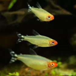 Rotkopfsalmler - Hemigrammus Bleheri