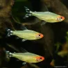 Naso Rosso - Hemigrammus Bleheri