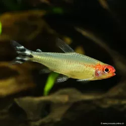 Naso Rosso - Hemigrammus Bleheri