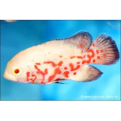 Oscar Albinos Tigré - Astronotus Ocellatus Albino Tiger