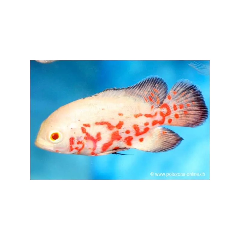 Oscar Albinos Tigré - Astronotus Ocellatus Albino Tiger